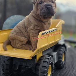 Peter - Isabella dilute male Chinese Shar-Pei puppy in Salem, Ohio from WrinkleMonsters