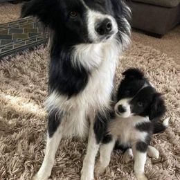 Border Collies from C & M Border Collies