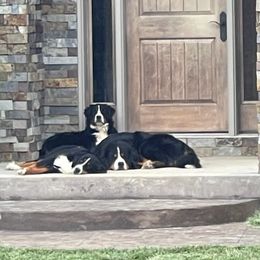 Bernese Mountain Dogs from Travis's Bernese Mountain Dogs