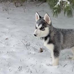Siberian Huskies from Blood Eagle Kennels