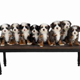 Bernedoodle puppies from Hearts and Paws Poodles and Doodles