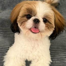 Retiring Lexi - Ready In September - Red and white female Shih Tzu puppy in Scottsdale, Arizona from 🌗 New Moon Shih Tzu 🌗