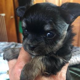 Stacy Clyburn(now - Black and tan female Chihuahua puppy in Amelia, Virginia from Pannell’s Precious Pups