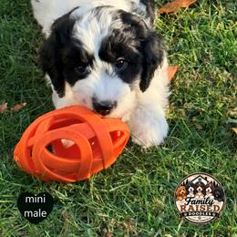 Mr. Black - Black and white male Springerdoodle puppy in Kendall, New York from Family Raised Doodles