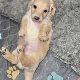 Yeti - Cream male Dachshund puppy in Hornbeck, Louisiana from A&Z Mini Dachshunds