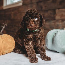Biscotti - Brown male Poodle puppy in Munster, Indiana from Miranda’s Sunshine Poodles and Doodles