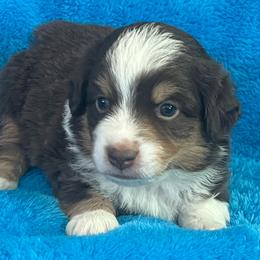 Ty - Red tri male Miniature Australian Shepherd puppy in Norco, California from River Springs Aussies