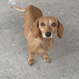 Oakley - Dachshund