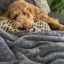 Goldendoodle Puppies from Hannah Mae Doodles
