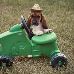 Basset Hound Puppies from Central Kentucky Basset Hounds