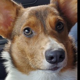 Angel - Pembroke Welsh Corgi