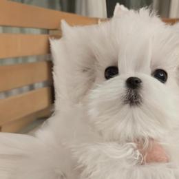Maltese and Poodles from Maltese & poodle Lovers