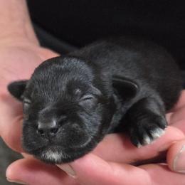 Cap'n Crunch - Black male Miniature Schnauzer puppy in Allison, Iowa from Firefly Stables
