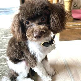 Rambo - Poodle