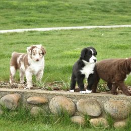 Australian Shepherd Puppies from Sliding S Australian Shepherds