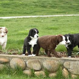Australian Shepherd Puppies from Sliding S Australian Shepherds