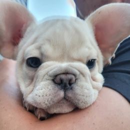 Buddy - Cream male French Bulldog puppy in Lancaster, Ohio from FarmHouse Frenchies