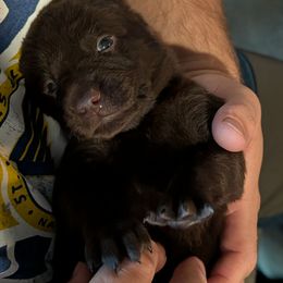 Cypress (Chocolate Female) - Chocolate female Labrador Retriever puppy in Commerce, Oklahoma from Standing Water Kennels