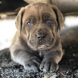 Cane Corso from C & W Dynasty Cane Corso