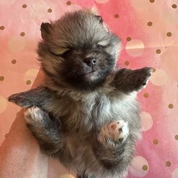Tigar - Cream sable male Pomeranian puppy in Scio, Oregon from Mac Daddy Poms