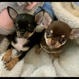 Chihuahua Puppies from Bijou Chihuahua’s