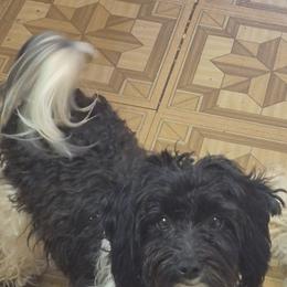 Oreo - Maltipoo