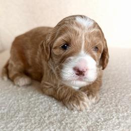 Tootsie - Caramel female Australian Labradoodle puppy in Auburn, Washington from West Valley Labradoodles