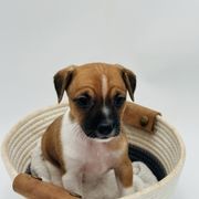 Rylie - White and black Xoloitzcuintli puppy in West Jordan, Utah from Majestic Nakids