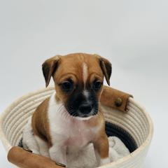 Rylie - White and black Xoloitzcuintli puppy in West Jordan, Utah from Majestic Nakids