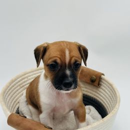 Rylie - White and black Xoloitzcuintli puppy in West Jordan, Utah from Majestic Nakids