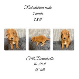 Red abstract male - Red male Bernedoodle puppy in Clarksville, Iowa from Iowa Heartland Doodles