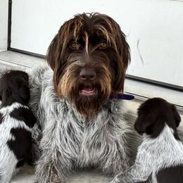 Wirehaired Pointing Griffons from Fear the Beard Griffons