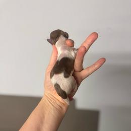 Rosie - Piebald female Dachshund puppy in Fredericksburg, Indiana from Blue River Mini Dachshunds