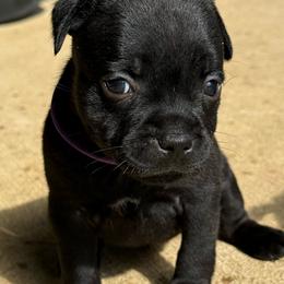 Ms. Purple - Black female Staffordshire Bull Terrier puppy in Montgomery, Texas from KnowJokes Staffordshire Bull Terriers