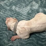 Grey Collar - White Borzoi puppy in Texas from Houston Borzoi