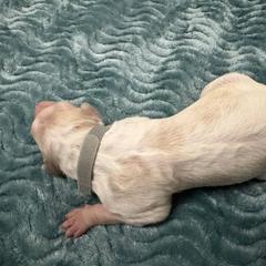 Grey Collar - White Borzoi puppy in Texas from Houston Borzoi