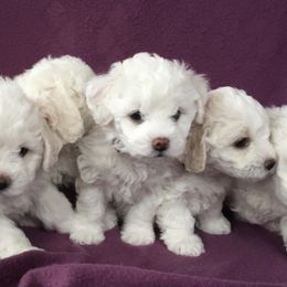 Bichon Frise Puppies from Just Bichons