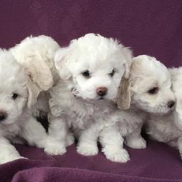 Bichon Frise Puppies from Just Bichons