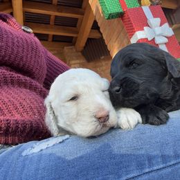 Goldendoodle Puppies from Arizona Doodles