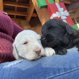 Goldendoodle Puppies from Arizona Doodles