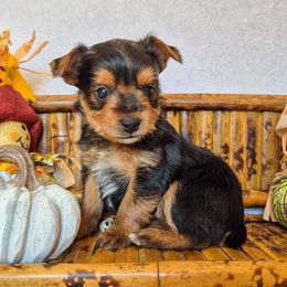 Tiana-Marie - Black and tan female Yorkshire Terrier puppy in Blacksburg, South Carolina from Hess Pooches LLC
