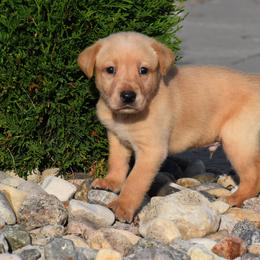 Red collar - Yellow male Labrador Retriever puppy in Gober, Texas from Trigger Time Kennels