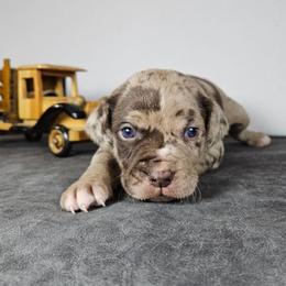 Rubble NALC - Red merle male Catahoula Leopard Dog puppy in Doerun, Georgia from Twig & Tail Puppies