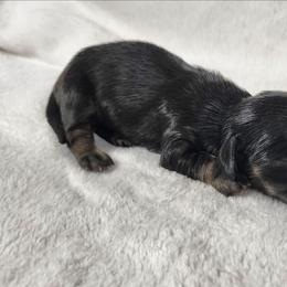Bailey - Black and cream female Dachshund puppy in Anaconda, Montana from Williams Family Dachshunds