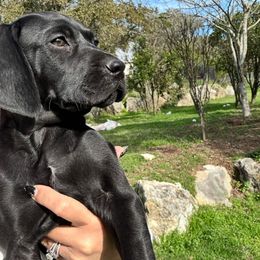 Star - Black female German Shorthaired Pointer puppy in San Antonio, Texas from Alvarado Farm Kennels, LLC