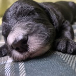 Goldendoodle Puppies from Lady Doodle Farm