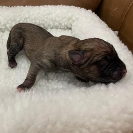 Girl 1 - Fawn female Cane Corso puppy in San Isidro, Texas from MTZCC Ranch, LLC