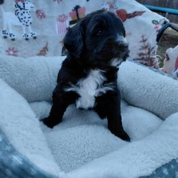 Goldendoodle Puppies from Southern Star Goldendoodles