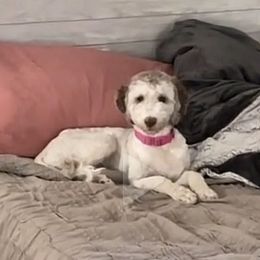 Lady Bella - Bernedoodle