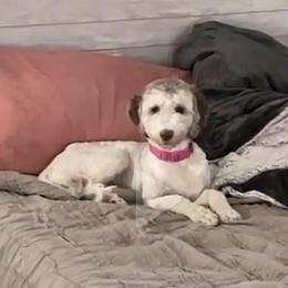 Lady Bella - Bernedoodle